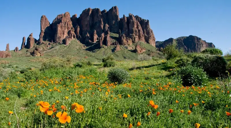 Spring wildflowers blooming beneath the Superstition Mountains